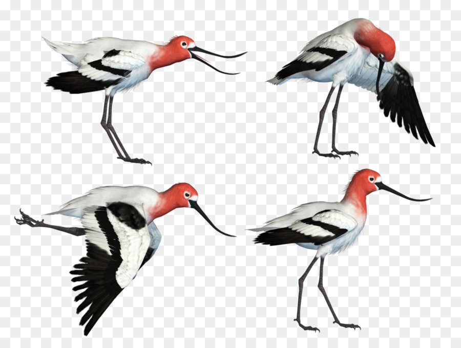 Oiseaux Noirs Et Blancs，Longues Jambes PNG