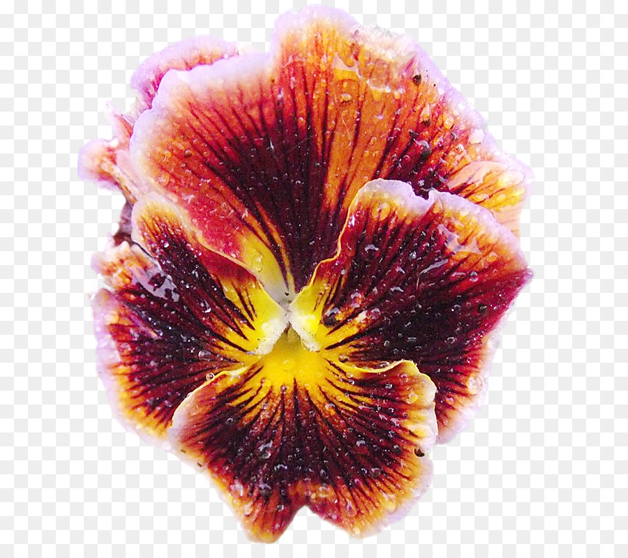 Fleur，Fleurir PNG