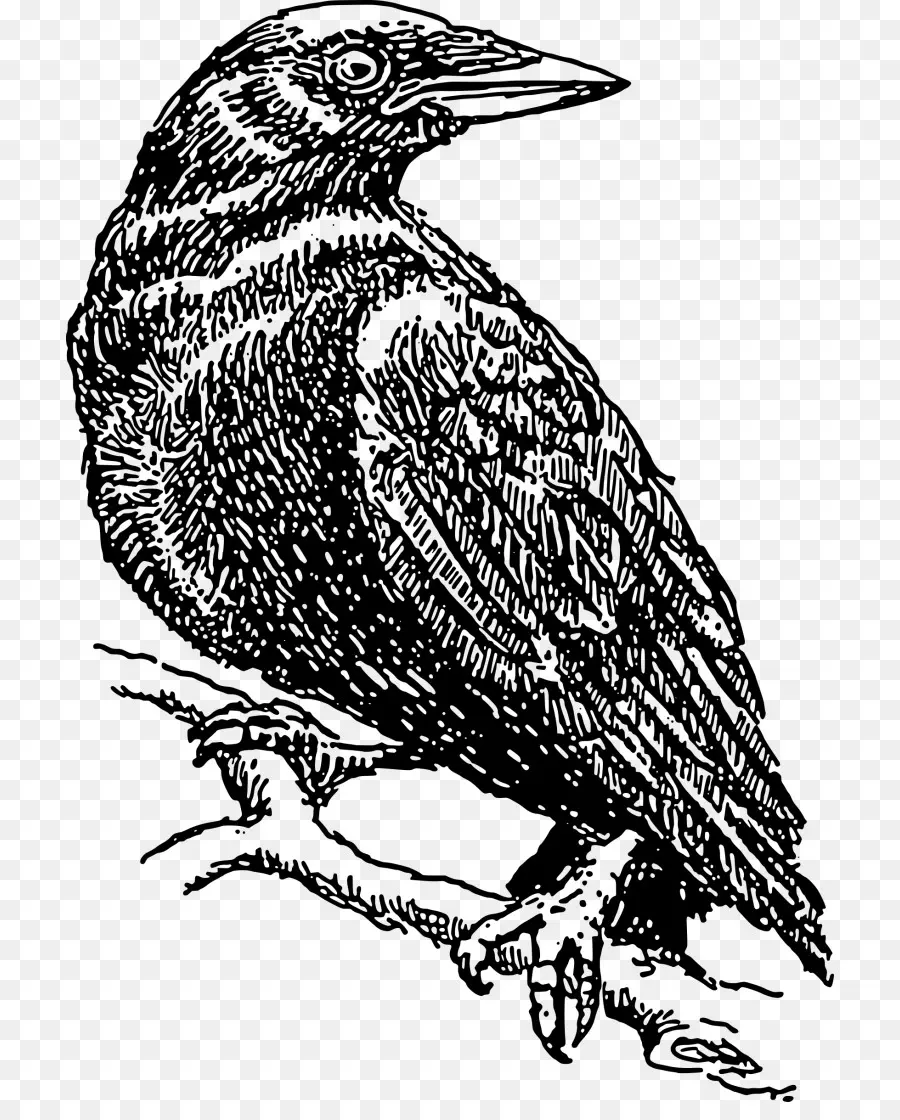 Illustration De Corbeau，Oiseau PNG