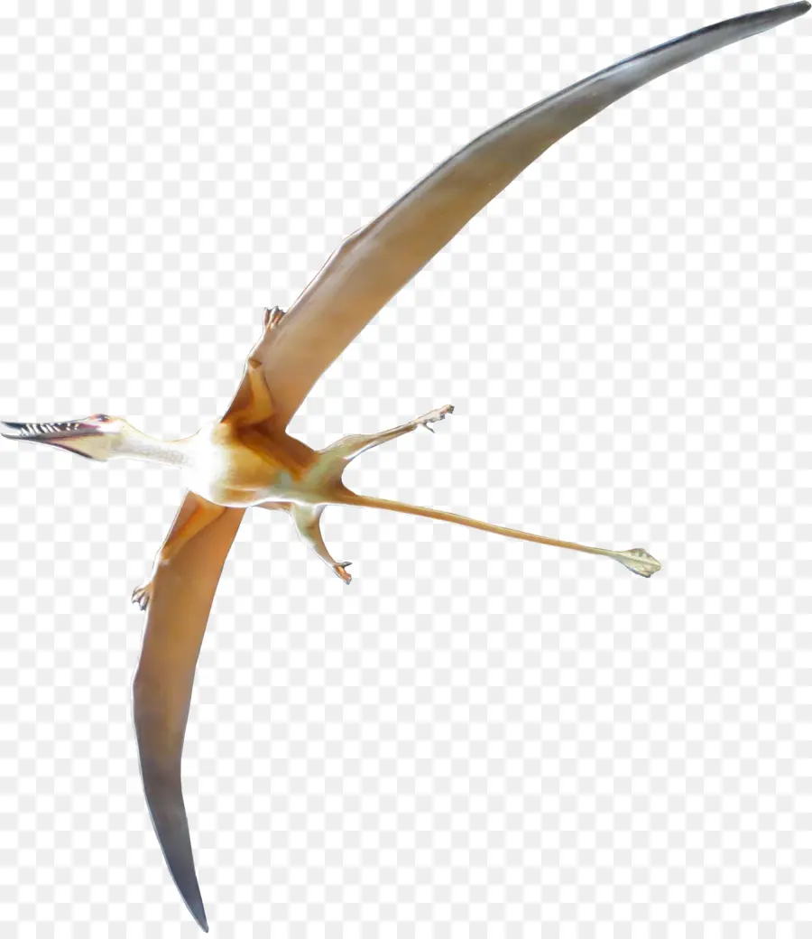 Ptérosaure，Reptile Volant PNG