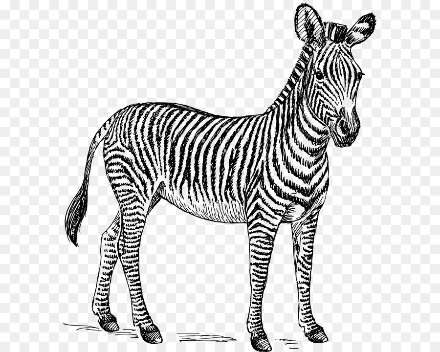 Zebre Dessin Zorse Png Zebre Dessin Zorse Transparentes Png Gratuit