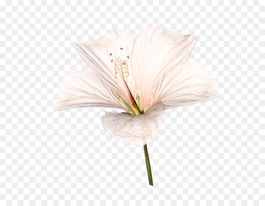 Fleur，Blanc PNG