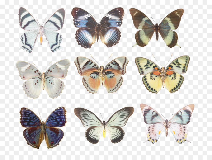 Papillon，Morpho Godarti PNG