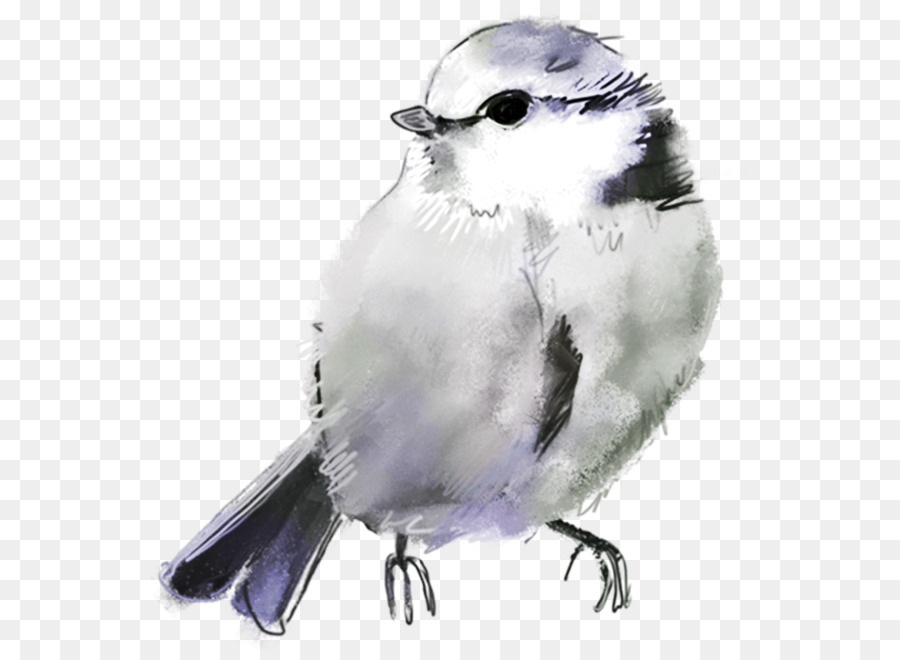 Oiseau Aquarelle，Art PNG