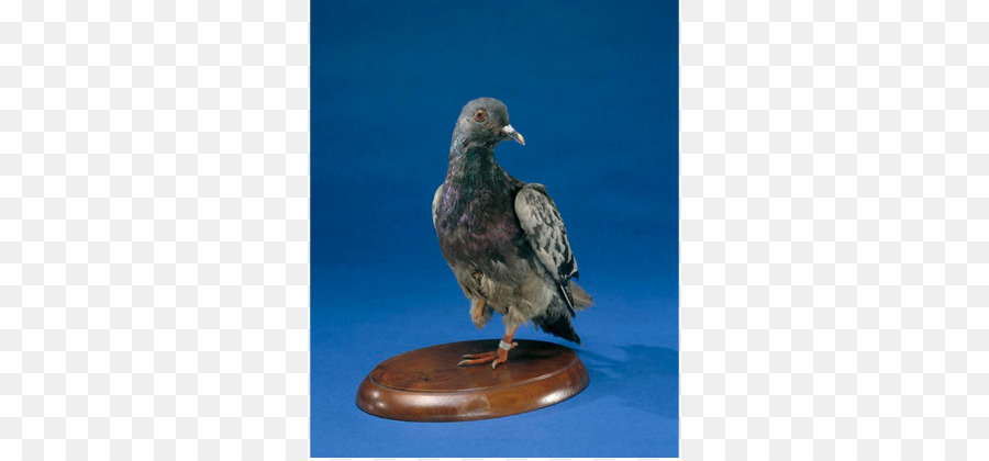 Pigeon Voyageur，Columbidae PNG