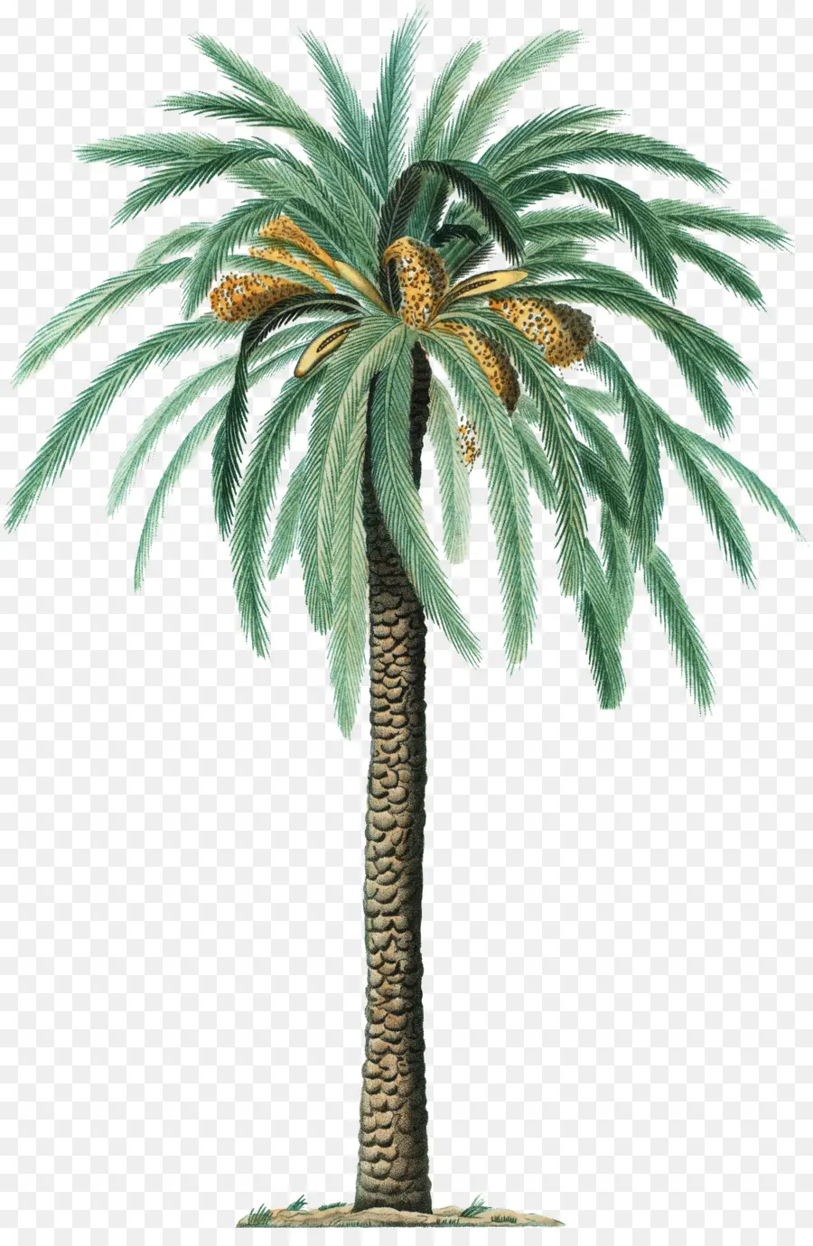 Palmier Dattier，Phoenix Canariensis PNG