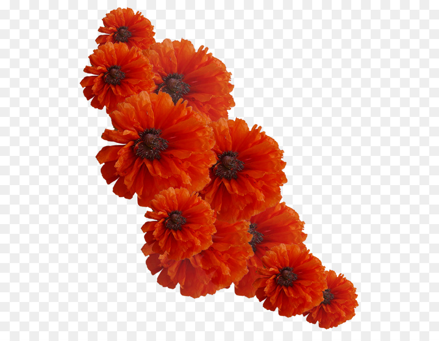 Fleur，Orange PNG