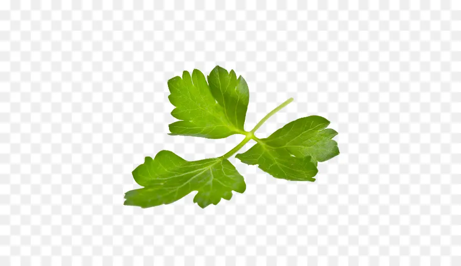 Feuille Verte，Botanique PNG