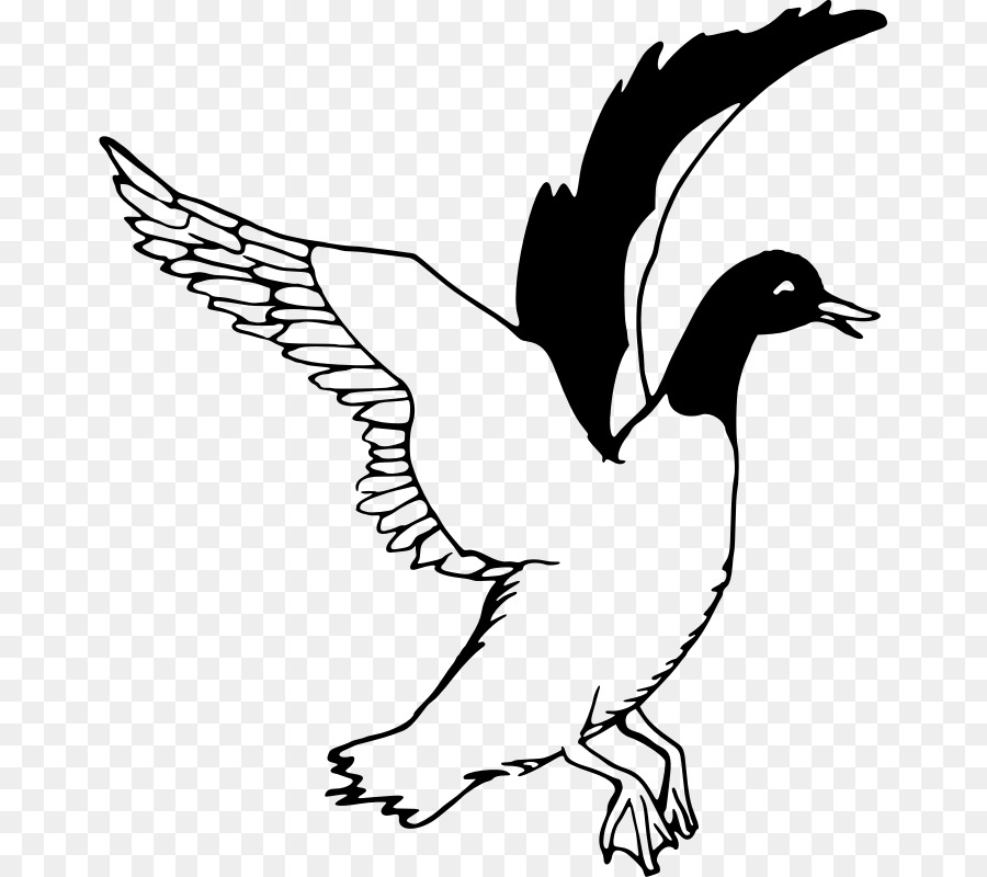 Canard Volant，Ailes PNG