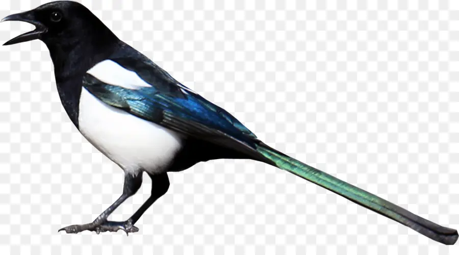 Eurasie Magpie，Magpie PNG