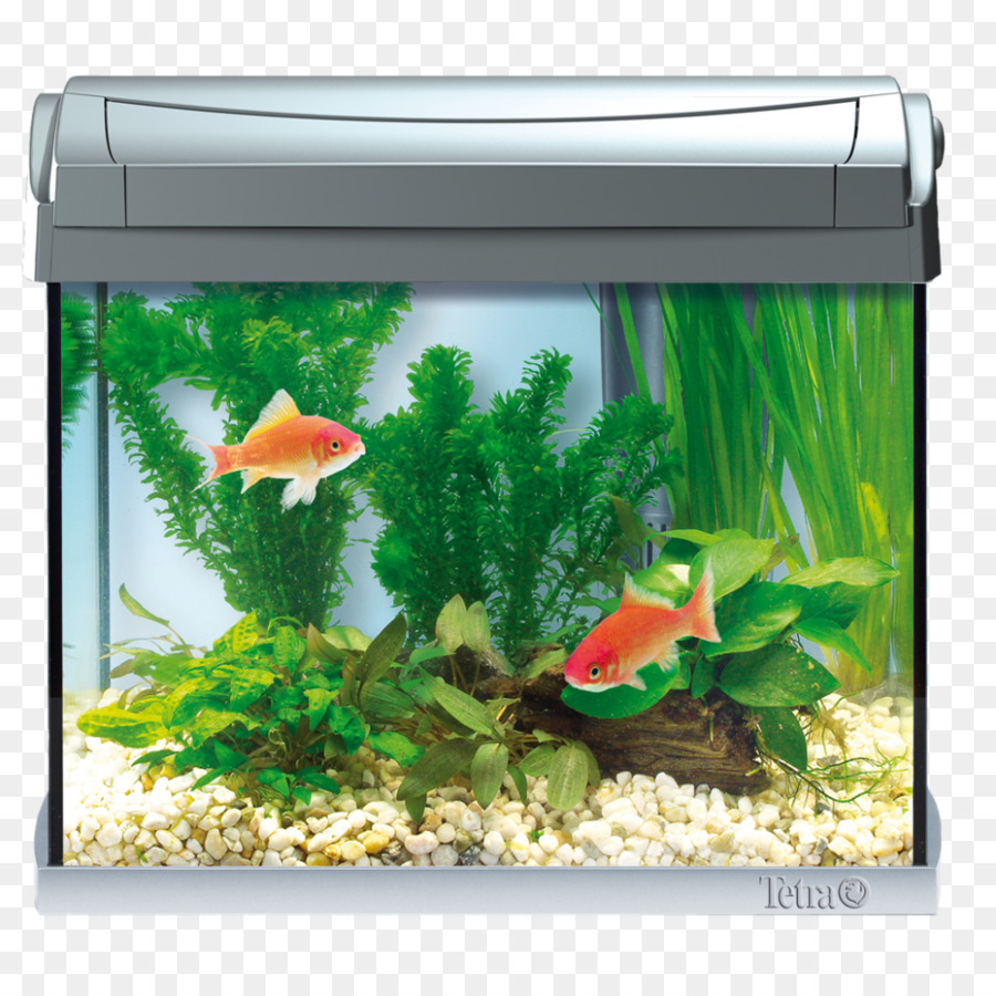 Aquarium，Poisson Rouge PNG