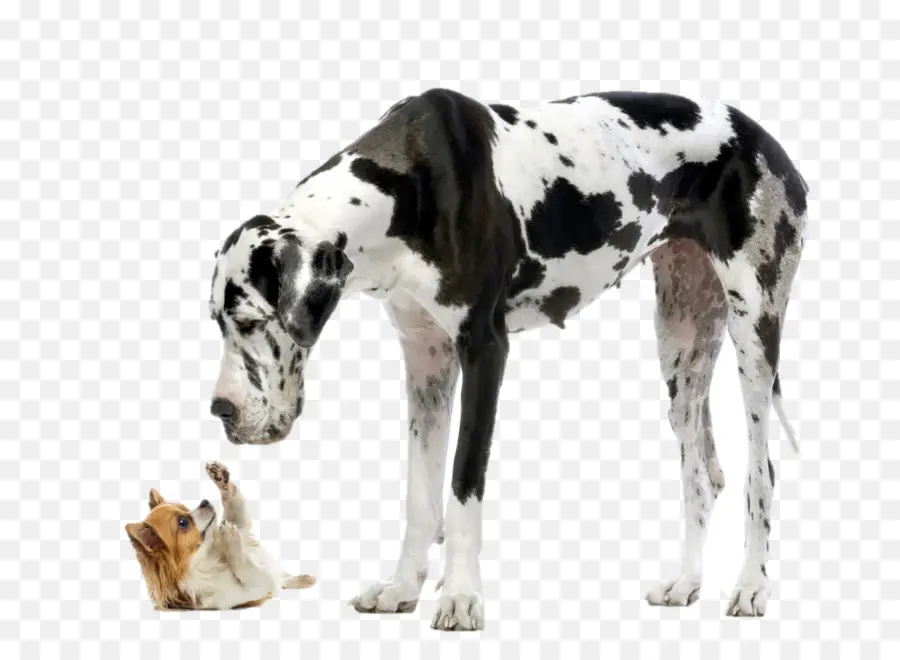 Dogue Allemand Et Chihuahua，Chiens PNG