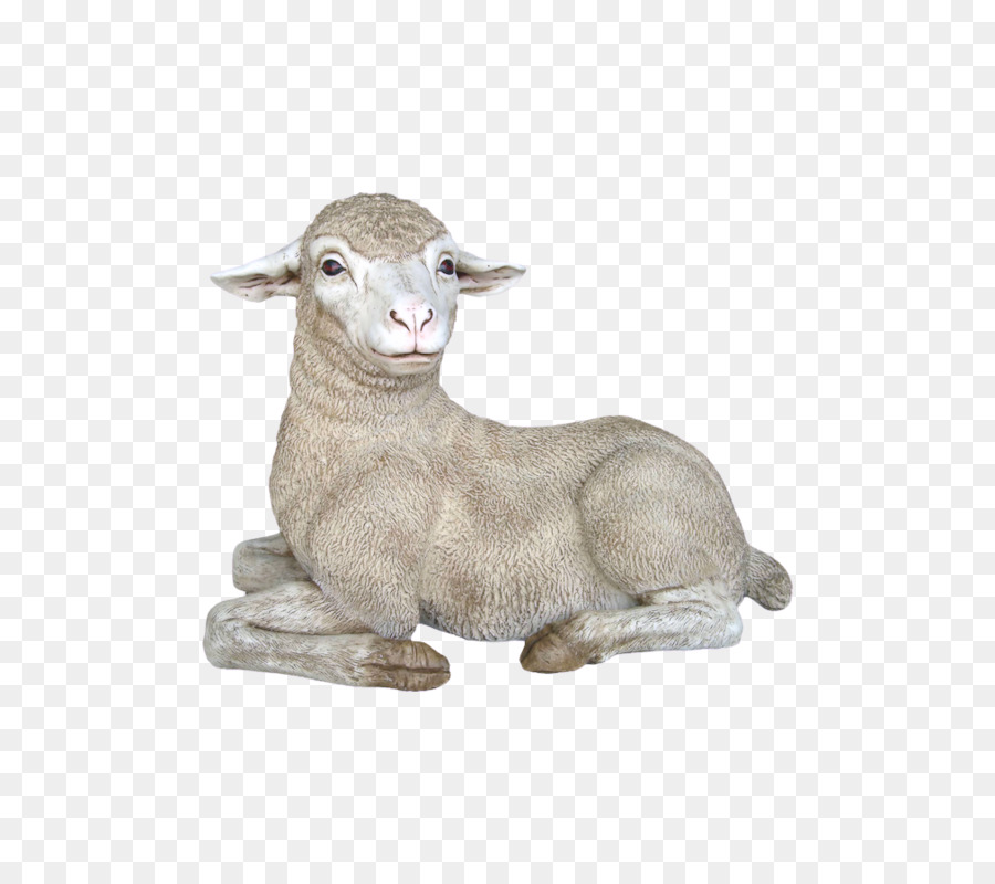 Mérinos，Mouton De Texel PNG