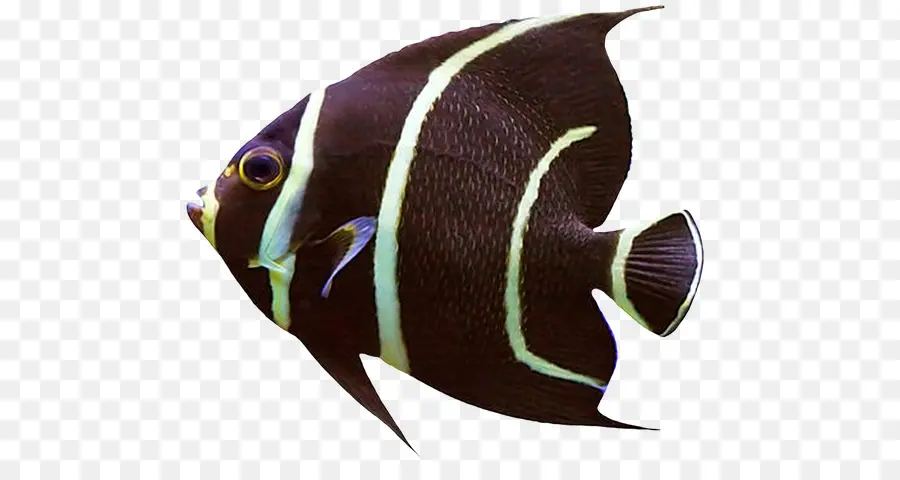 Poisson Coloré，Aquatique PNG