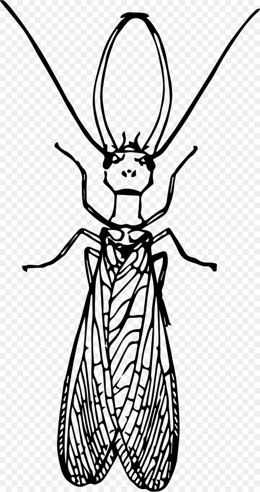 Les Insectes，Dessin PNG