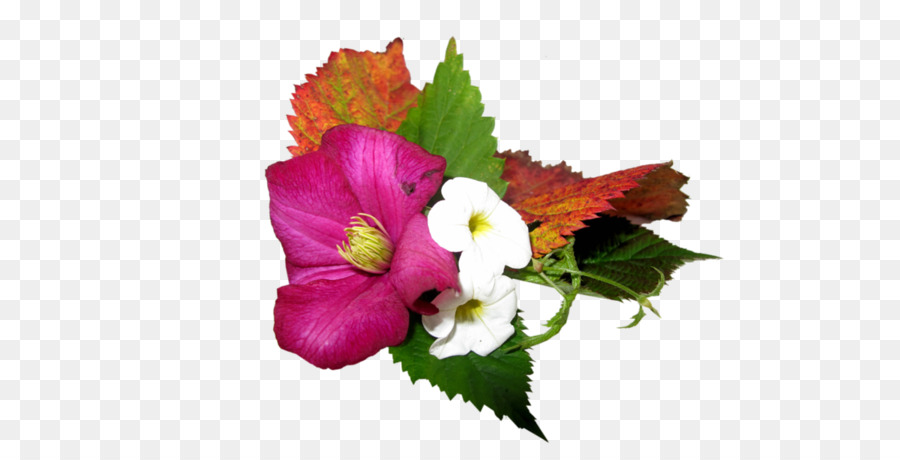 Commune D Hibiscus，Fleur PNG