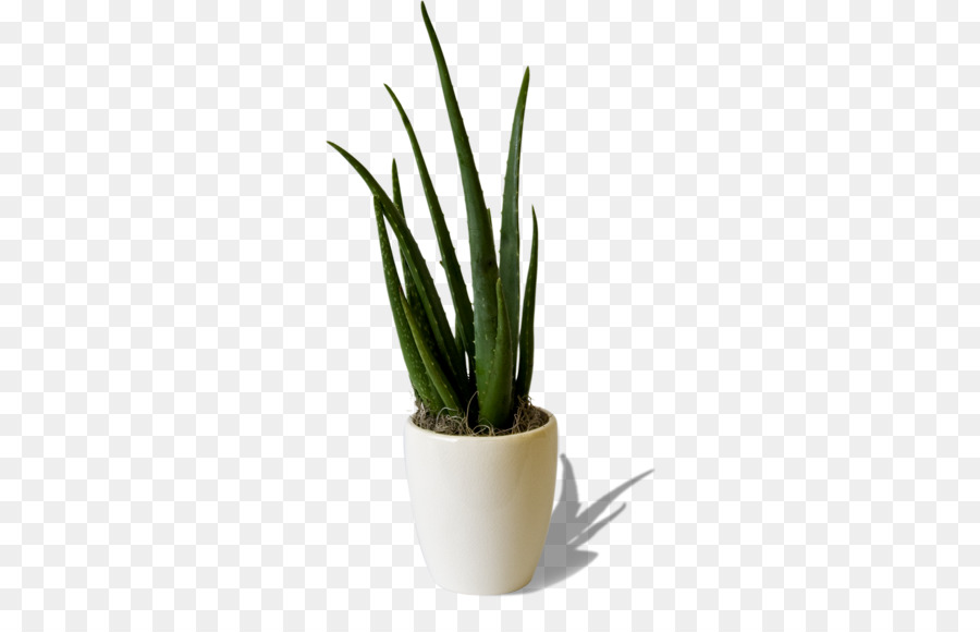 Net，Cactaceae PNG