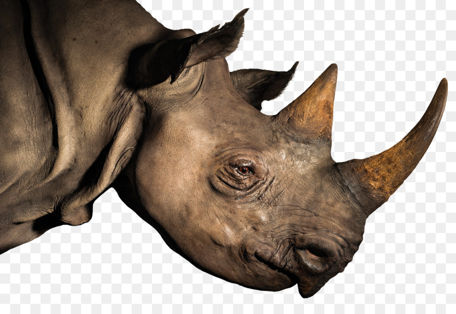 Tête De Rhinocéros，Animal PNG