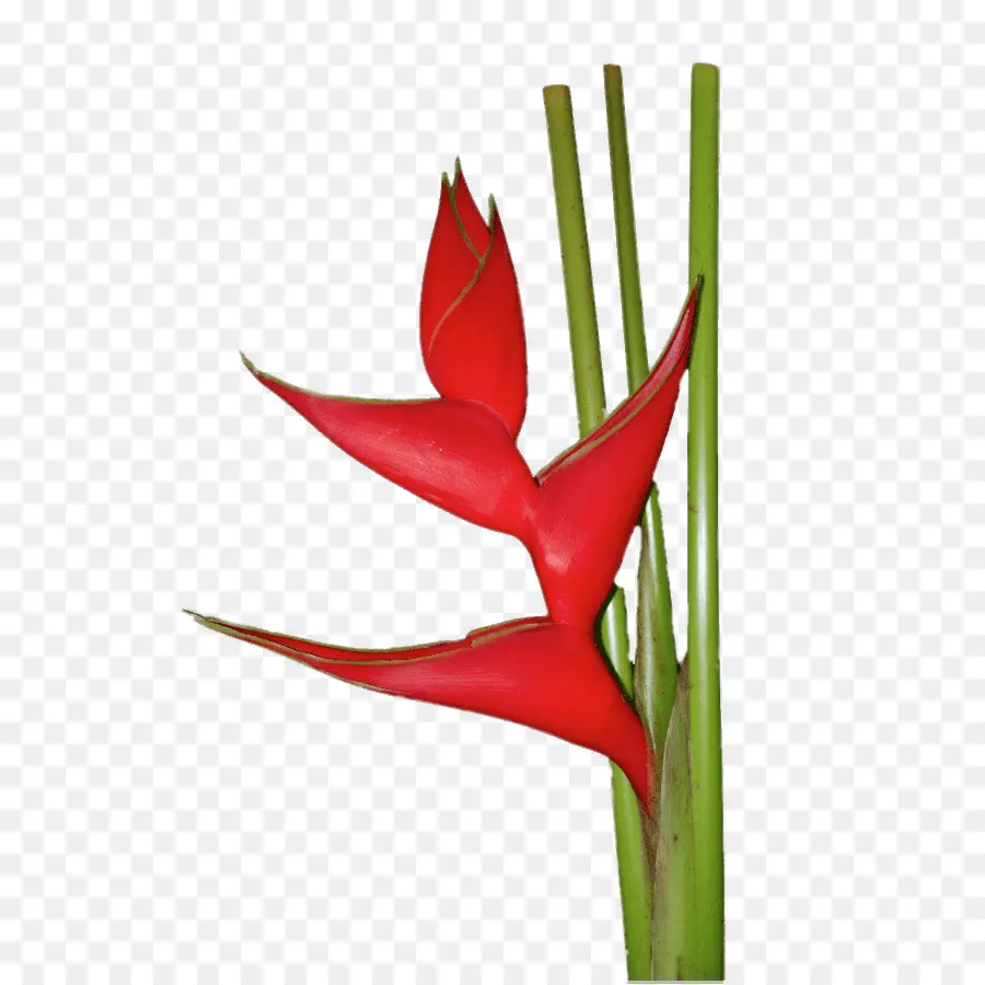 Fleur Rouge，Héliconie PNG