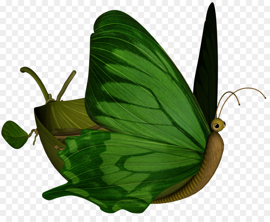 Nymphalidae，Papillon PNG