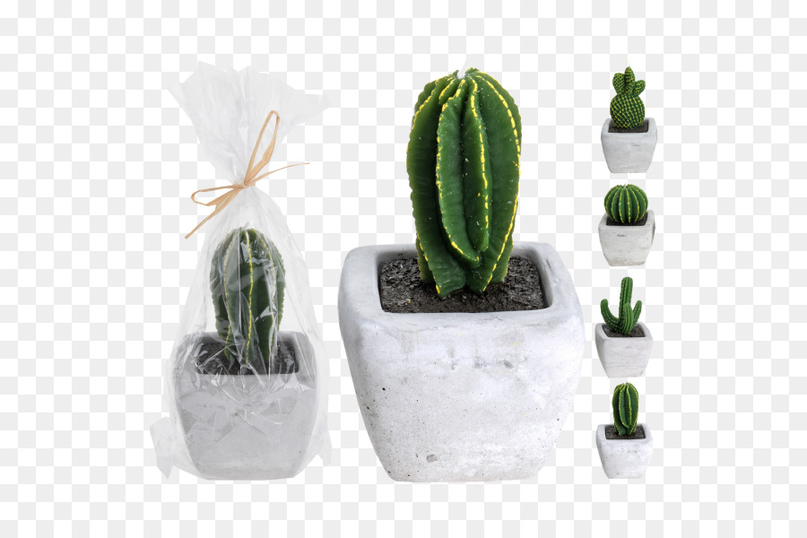 Cactaceae，Bougie PNG