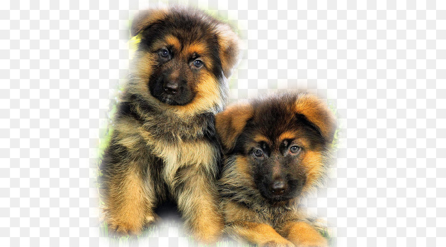 Chiots，Fourrure PNG