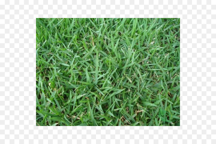 Scutch Herbe，Zoysia Japonica PNG