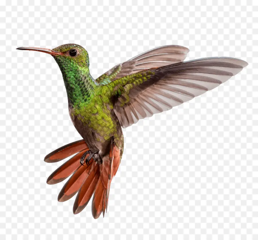 Colibri，Oiseau PNG