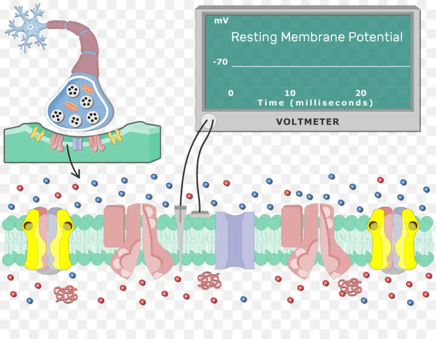 Potentiel De Membrane De Repos，Neurone PNG