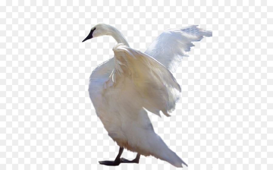 Cygne Blanc，Oiseau PNG