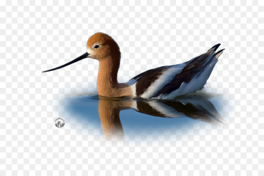 Canard，American Avocette PNG