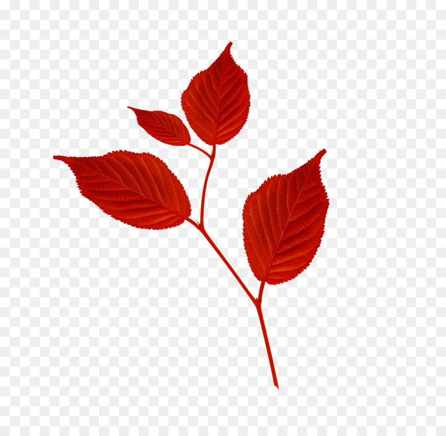 Feuilles Rouges，Automne PNG