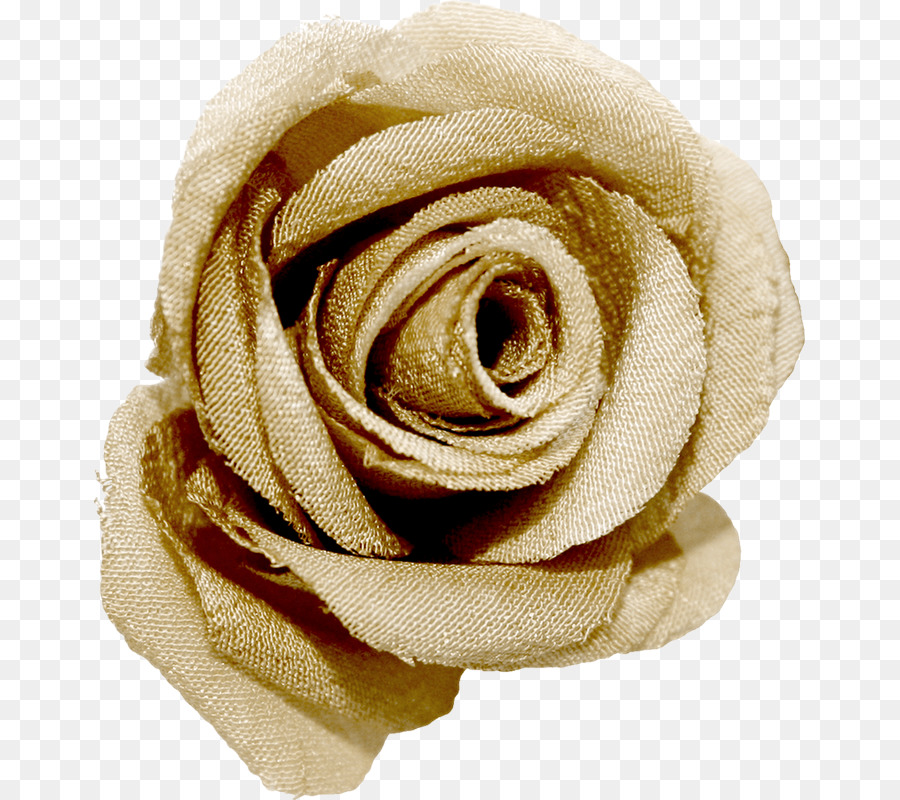 Rose Séchée，Fleur PNG