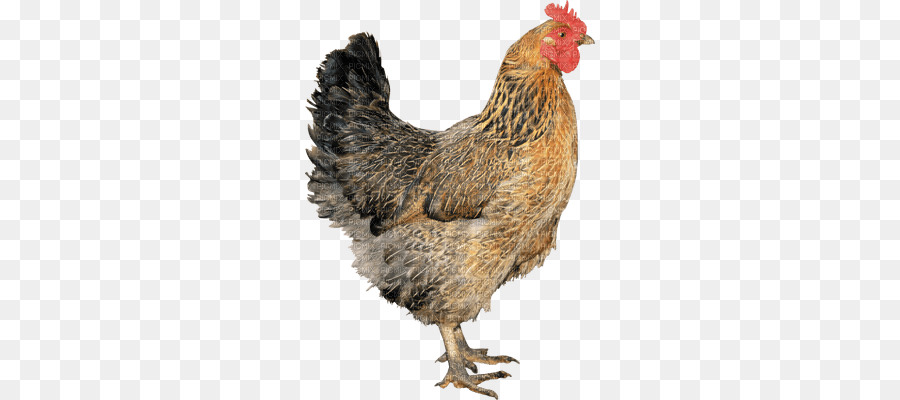 Poulet，De Poulets De Chair PNG