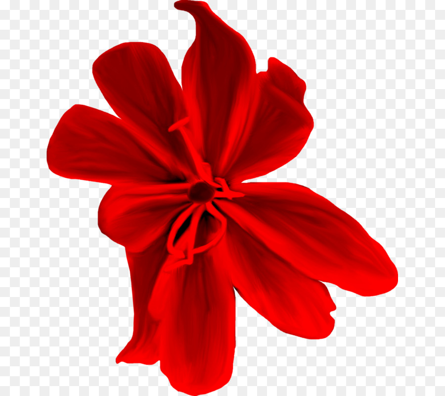 Fleur Rouge，Fleurir PNG