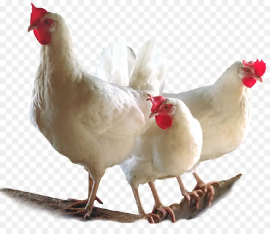 Poulets Blancs，Volaille PNG