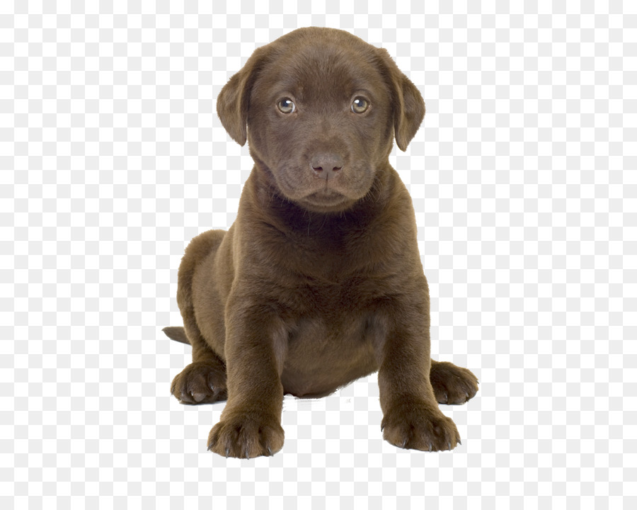 Chiot，Chien PNG