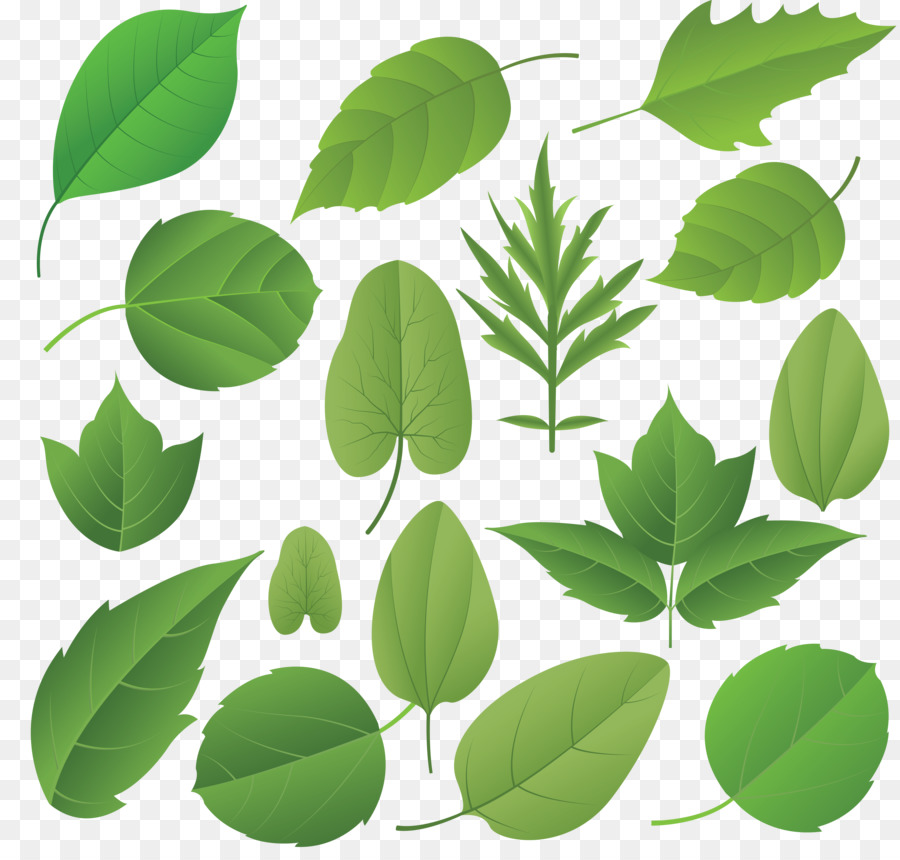 Feuilles Vertes，Plantes PNG