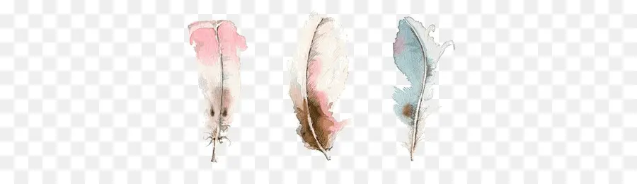 Plumes，Doux PNG