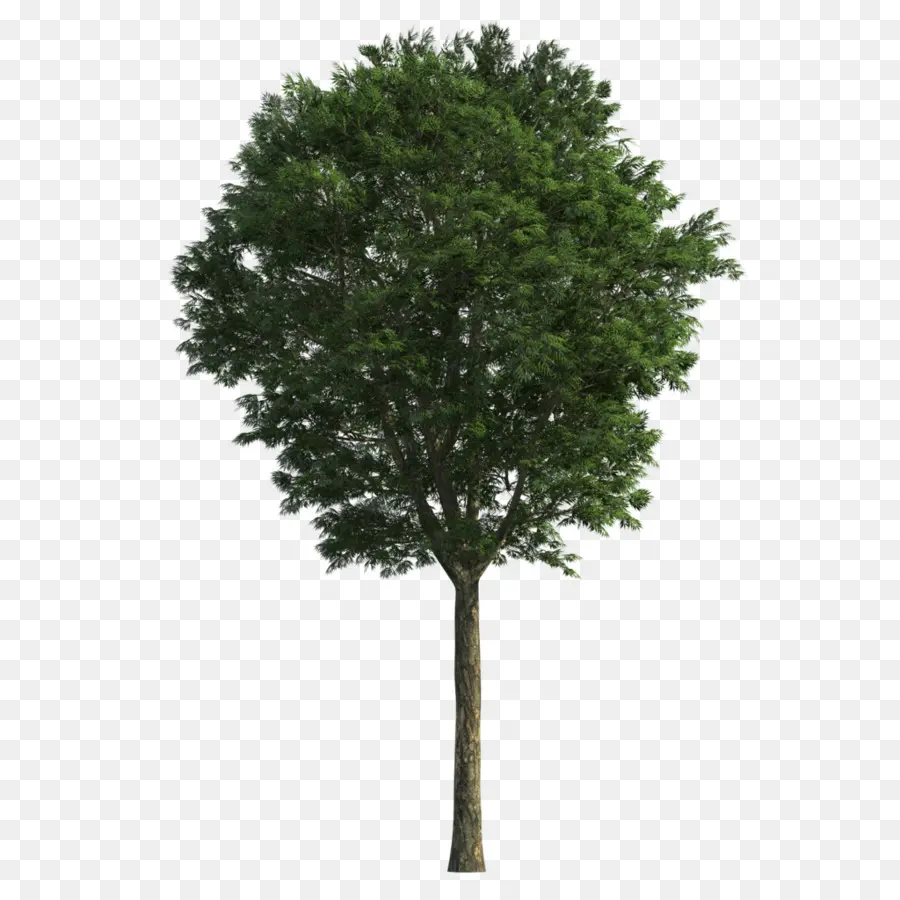 Arbre，Feuilles PNG