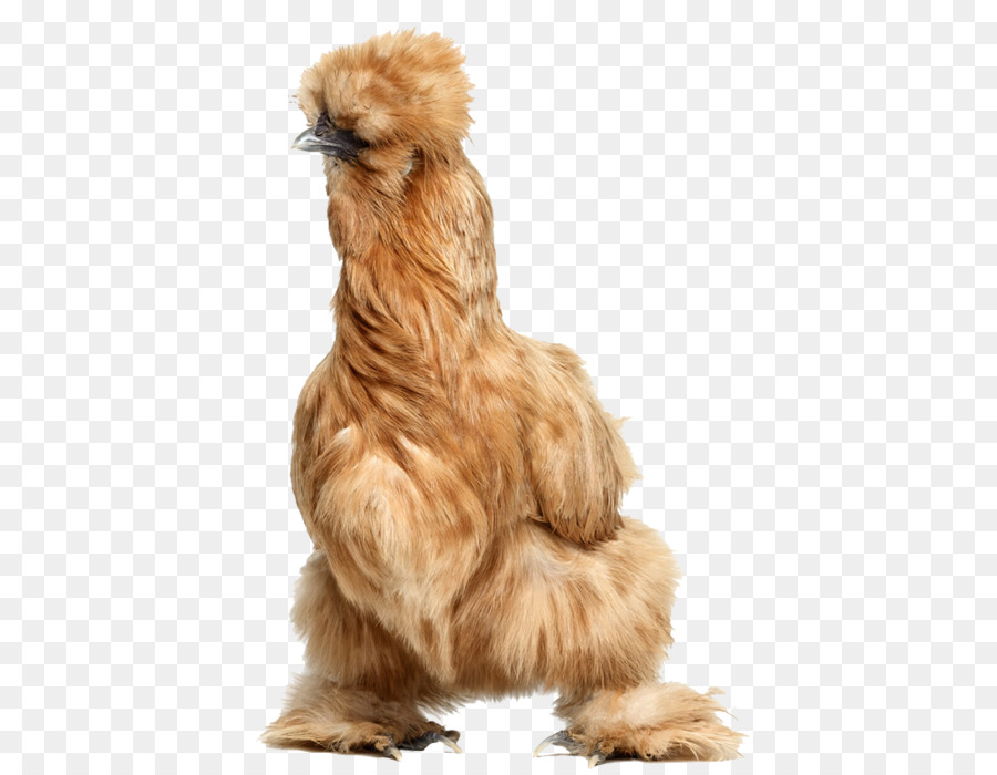 Coq，Silkie PNG