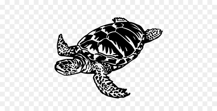 Tortue Caouanne，Tortue PNG