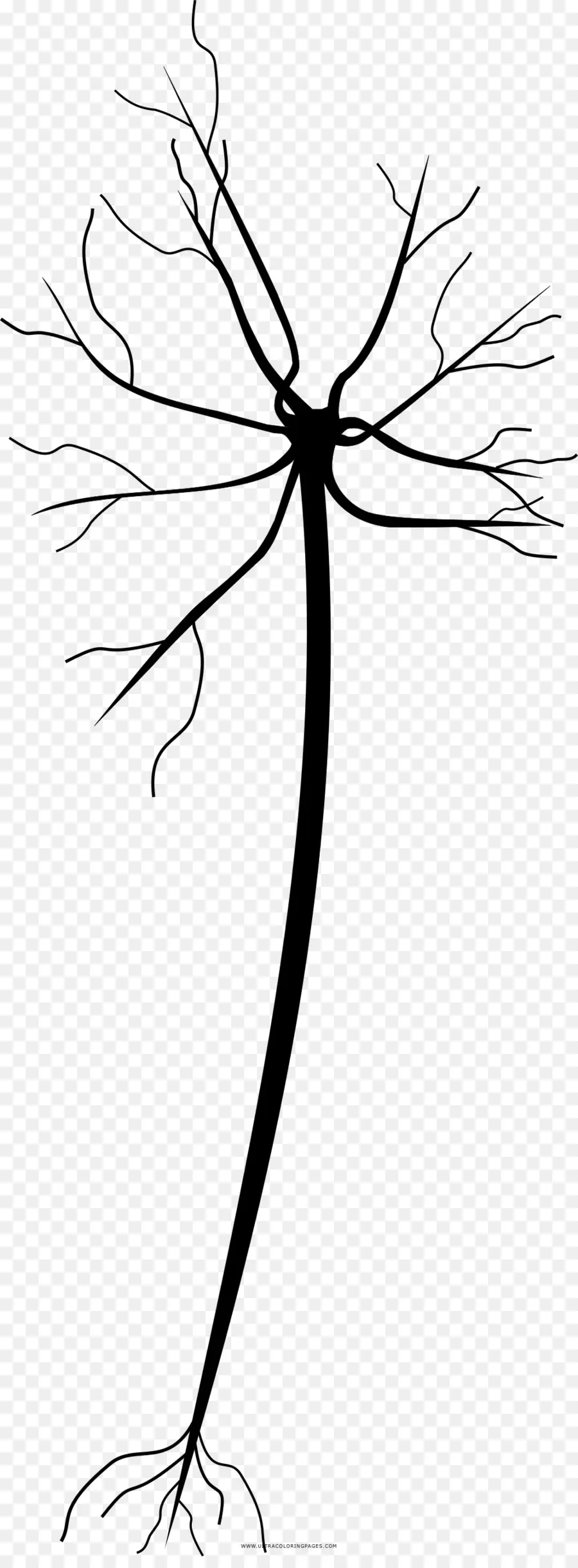 Neurone，Cellule PNG