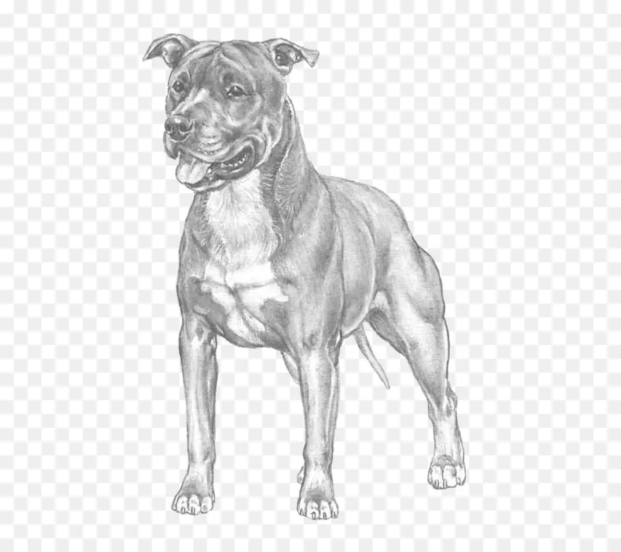 Croquis De Chien，Animal De Compagnie PNG