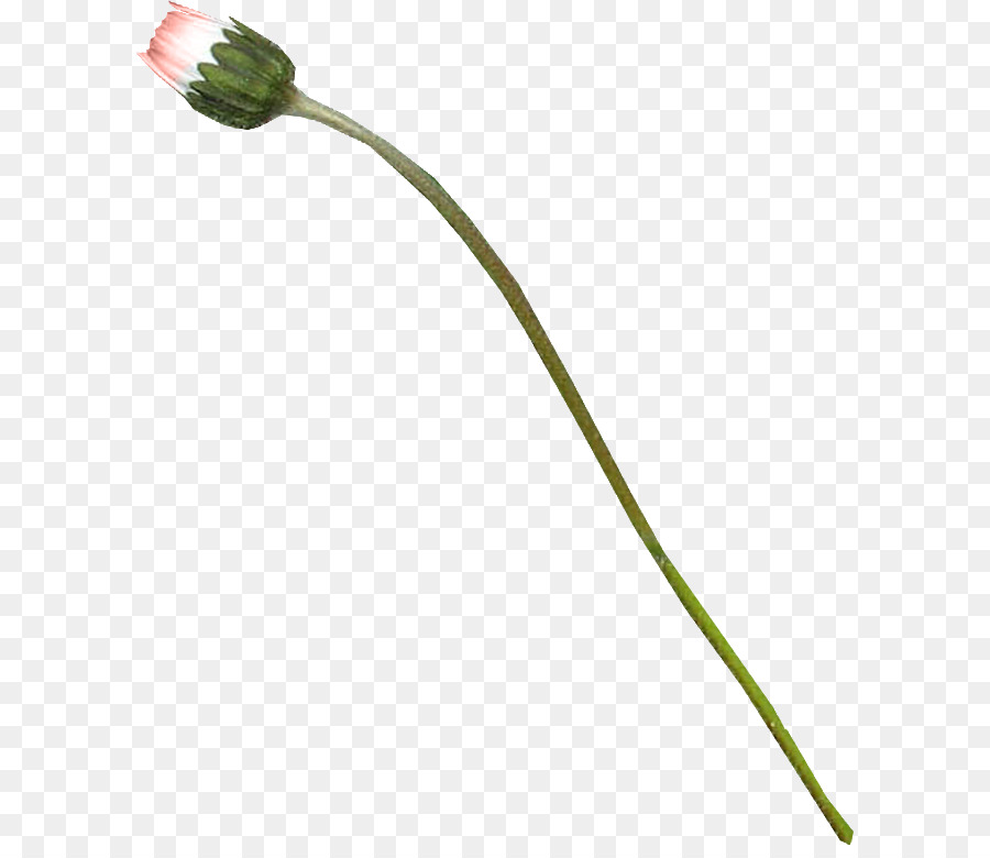 Fleur，Ligne PNG