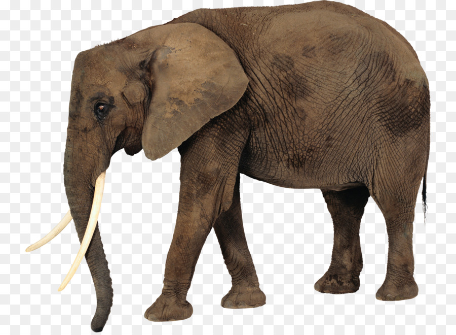 Éléphant，Mammifère PNG