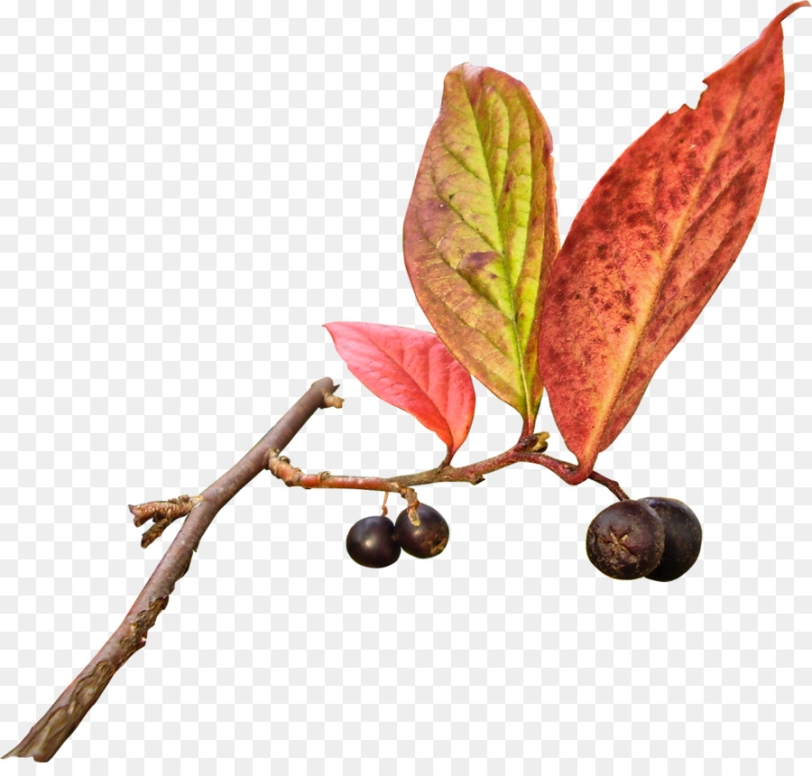 Fruits Rouges，Feuilles PNG