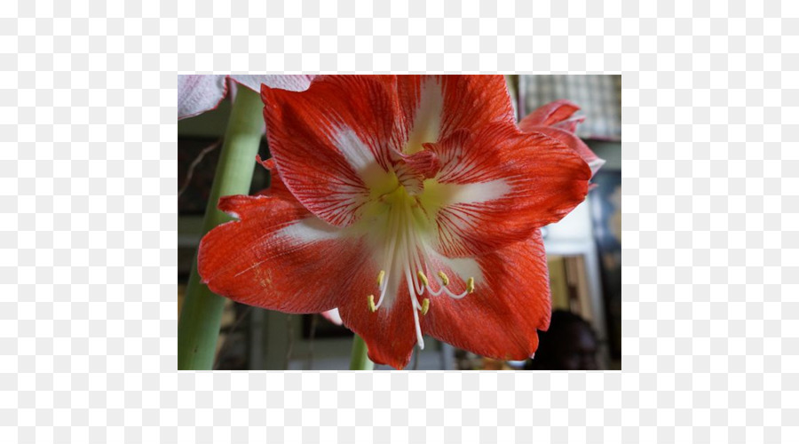 Hippeastrum，Amaryllis Belladonna PNG