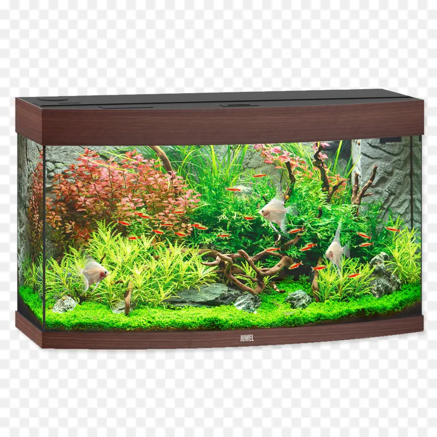 Aquarium，Poisson PNG