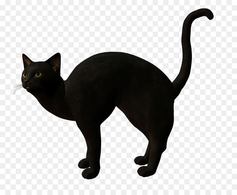 Chat Noir，Animal PNG